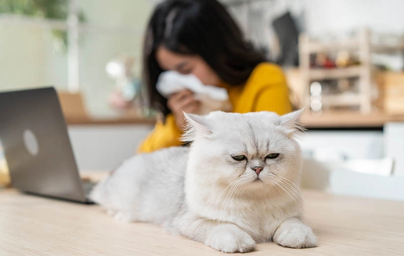 Аллергия на кошек: симптомы и лечение